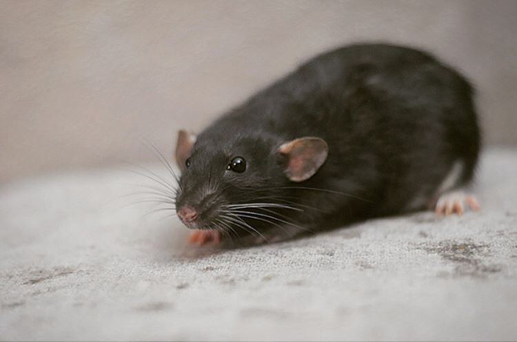 ffggr