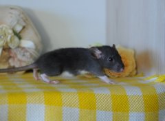 DSC_0278.JPG