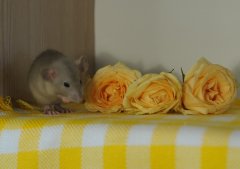 DSC_0421.JPG