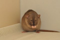 DSC_0225.jpg