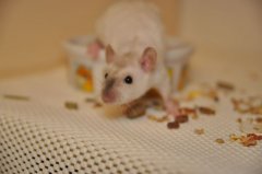 DSC_0770.jpg