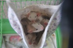 DSC_4433.jpg